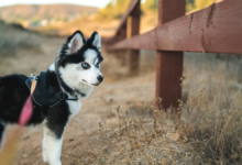 Mini Husky