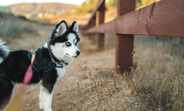 Mini Husky